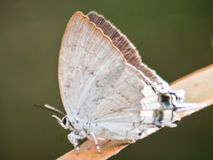 Cheritra freja evansi