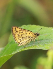 Ampittia dioscorides