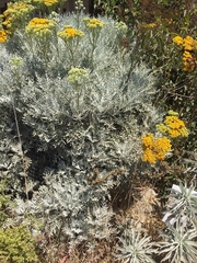 Constancea nevinii