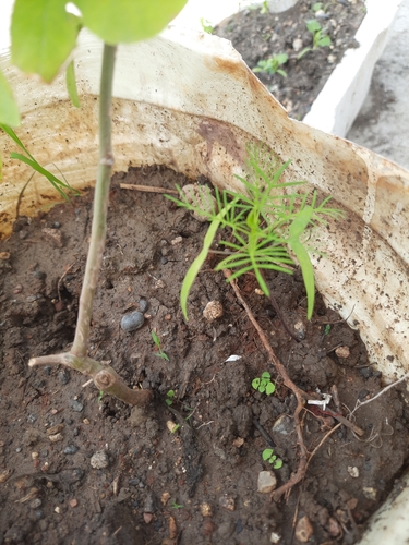 Cypress Vine