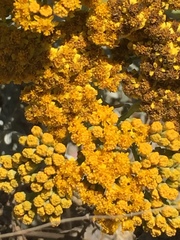 Constancea nevinii