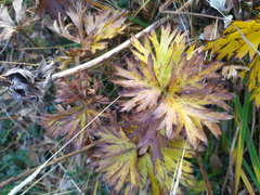 Anemonastrum biarmiense