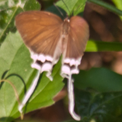 Cheritra freja evansi