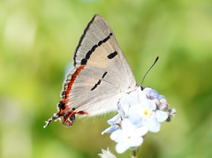 Pseudalmenus chlorinda