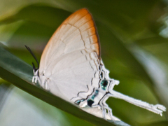 Cheritra freja evansi