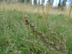 Atriplex dioica