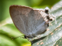 Cheritra freja evansi