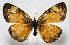 Tegosa anieta