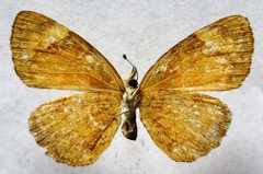 Tegosa anieta