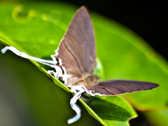 Cheritra freja evansi