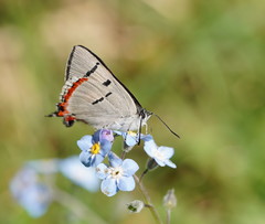 Pseudalmenus chlorinda