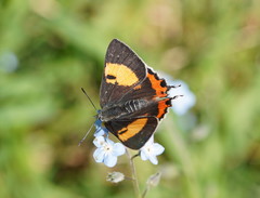 Pseudalmenus chlorinda