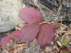 Vaccinium hirtum
