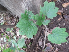 Ainsliaea acerifolia