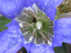 Gentiana scabra