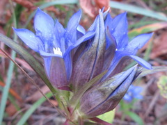Gentiana scabra