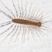 House Centipede - Photo (c) Marina Gorbunova, some rights reserved (CC BY-NC), uploaded by Marina Gorbunova