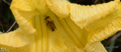 Apis mellifera