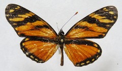 Eresia ithomioides alsina