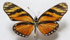 Eresia ithomioides alsina