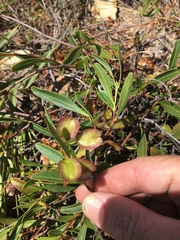 Dodonaea lanceolata