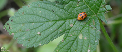 Harmonia axyridis