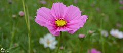 Cosmos bipinnatus