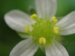 Ranunculus omiophyllus