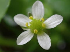 Ranunculus omiophyllus