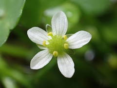 Ranunculus omiophyllus