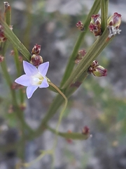 Wahlenbergia gracilenta