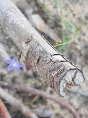 Wahlenbergia gracilenta