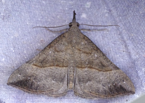Hypena proboscidalis