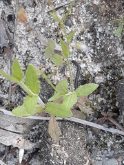 Wahlenbergia gracilenta