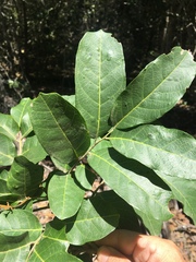 Mischocarpus pyriformis