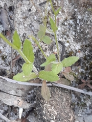 Wahlenbergia gracilenta