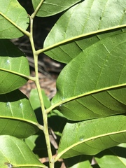 Mischocarpus pyriformis