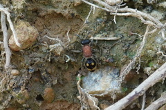 Trogaspidia lingnani