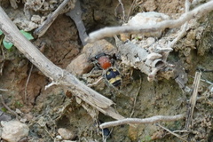 Trogaspidia lingnani