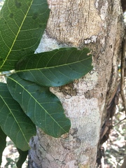 Mischocarpus pyriformis