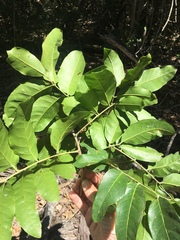 Mischocarpus pyriformis