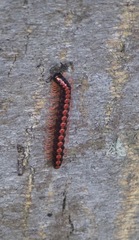 Helicorthomorpha holstii