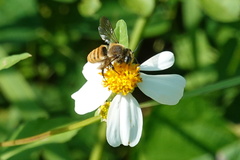 Megachile takaoensis