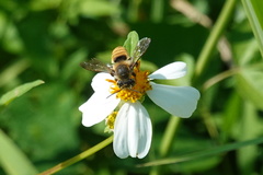 Megachile takaoensis
