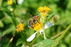 Megachile takaoensis