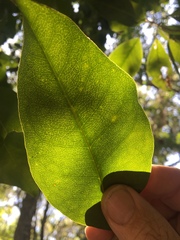 Sarcomelicope simplicifolia