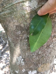 Sarcomelicope simplicifolia