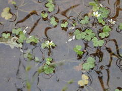 Ranunculus tripartitus