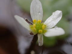 Ranunculus tripartitus