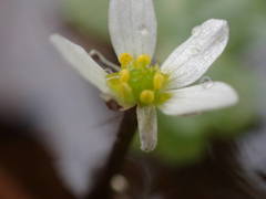 Ranunculus tripartitus